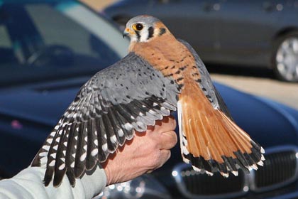 American Kestrel Photo @ Kiwifoto.com