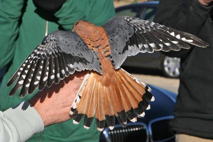 American Kestrel Photo @ Kiwifoto.com