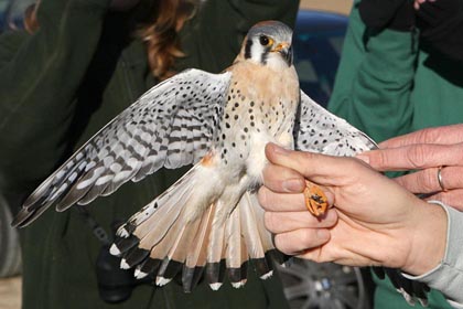 American Kestrel Image @ Kiwifoto.com