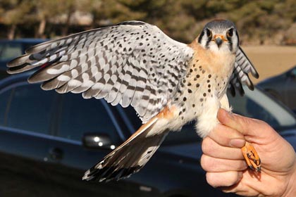 American Kestrel Photo @ Kiwifoto.com