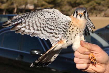 American Kestrel Picture @ Kiwifoto.com