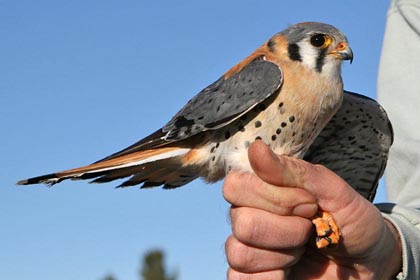 American Kestrel Image @ Kiwifoto.com