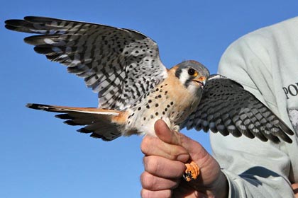 American Kestrel Photo @ Kiwifoto.com