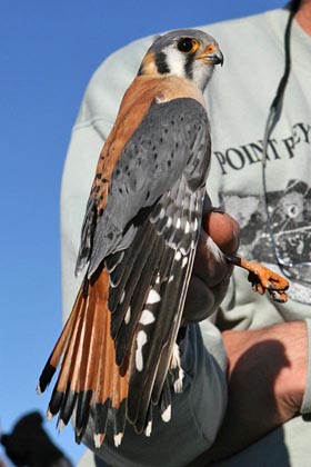 American Kestrel Image @ Kiwifoto.com
