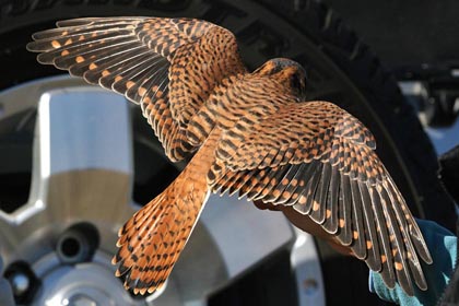 American Kestrel Picture @ Kiwifoto.com