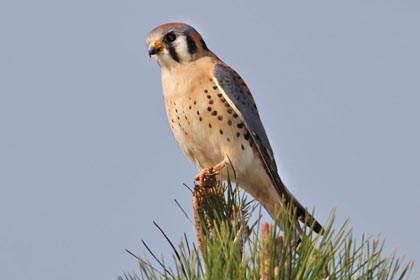 American Kestrel Image @ Kiwifoto.com