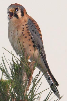 American Kestrel Picture @ Kiwifoto.com