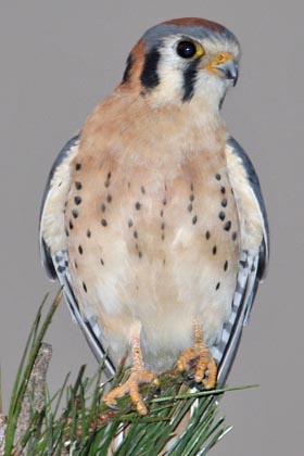 American Kestrel Image @ Kiwifoto.com