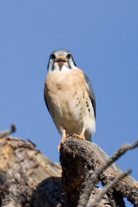 American Kestrel Image @ Kiwifoto.com