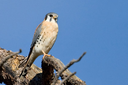 American Kestrel Image @ Kiwifoto.com