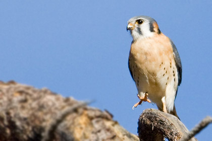 American Kestrel Photo @ Kiwifoto.com