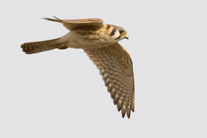 American Kestrel