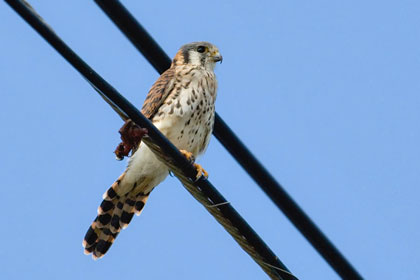 American Kestrel Image @ Kiwifoto.com