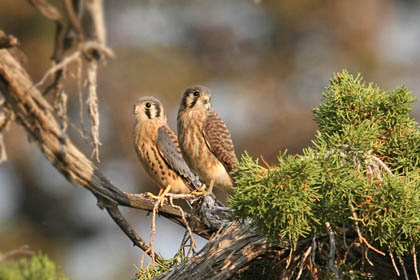 American Kestrel Image @ Kiwifoto.com