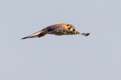 American Kestrel Photo @ Kiwifoto.com