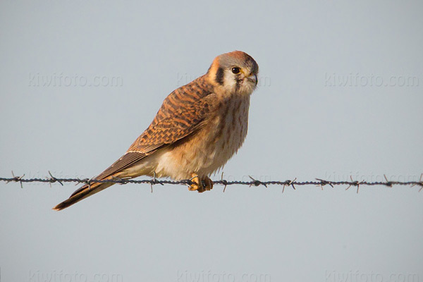 American Kestrel