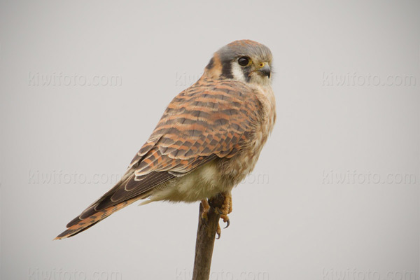 American Kestrel Image @ Kiwifoto.com