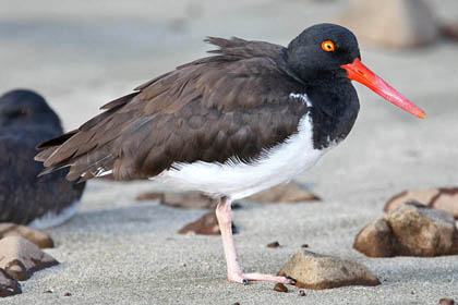 American Oystercatcher Photo @ Kiwifoto.com