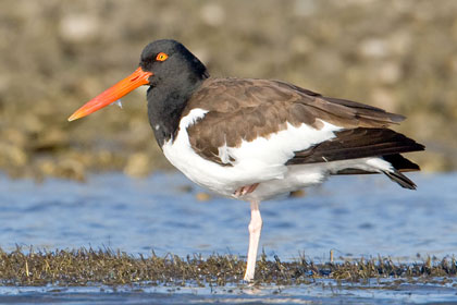 American Oystercatcher