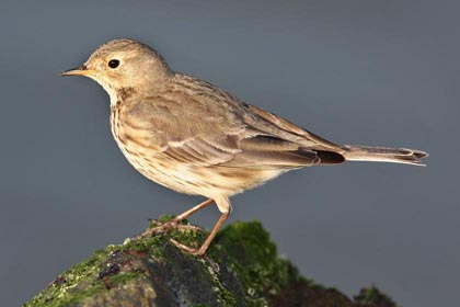 American Pipit Picture @ Kiwifoto.com