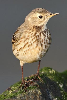 American Pipit Photo @ Kiwifoto.com