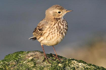 American Pipit Photo @ Kiwifoto.com