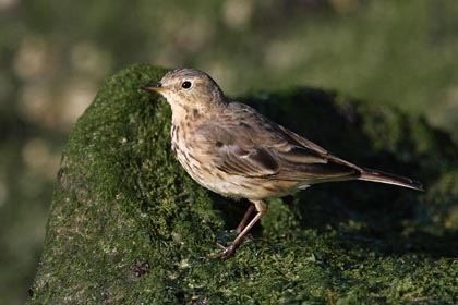 American Pipit Image @ Kiwifoto.com