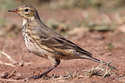 American Pipit Picture @ Kiwifoto.com