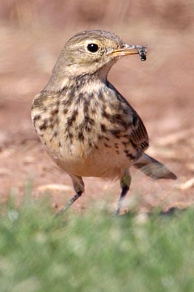 American Pipit Picture @ Kiwifoto.com