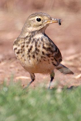 American Pipit Photo @ Kiwifoto.com