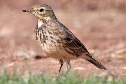 American Pipit Image @ Kiwifoto.com