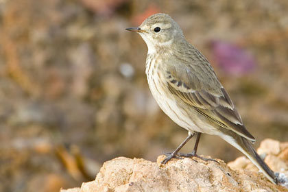 American Pipit