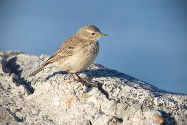 American Pipit Photo @ Kiwifoto.com