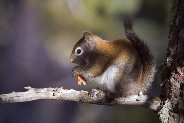 American Red Squirrel Photo @ Kiwifoto.com