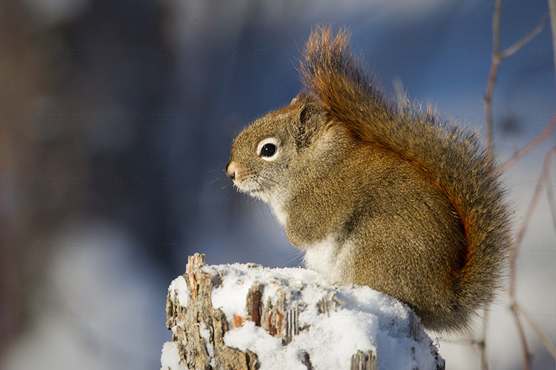 American Red Squirrel Photo @ Kiwifoto.com