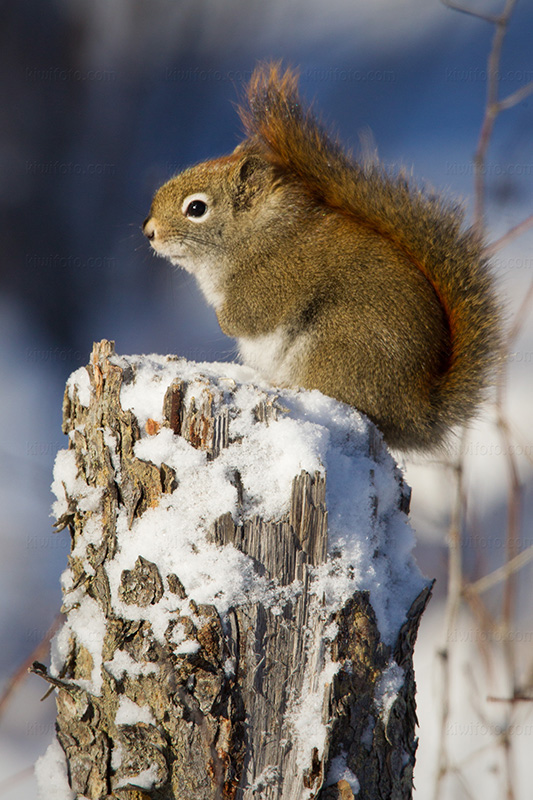 American Red Squirrel @ Zac Sim Bog, Meadowlands, MN