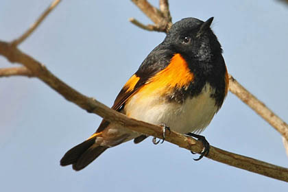 American Redstart Photo @ Kiwifoto.com