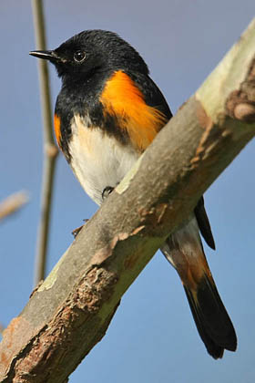 American Redstart Image @ Kiwifoto.com