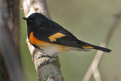 American Redstart Image @ Kiwifoto.com