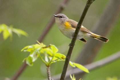 American Redstart (female)