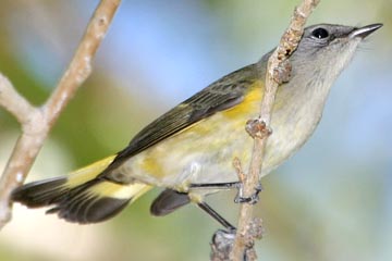 American Redstart Image @ Kiwifoto.com