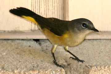 American Redstart Image @ Kiwifoto.com