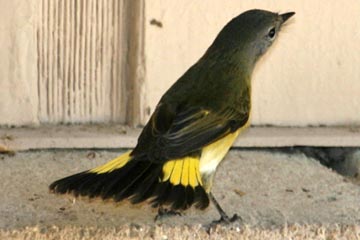 American Redstart Photo @ Kiwifoto.com