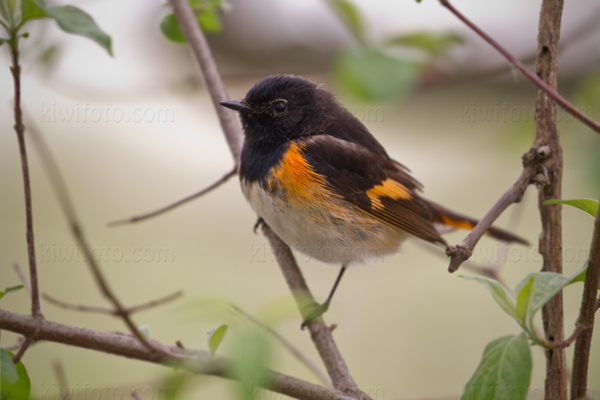 American Redstart Photo @ Kiwifoto.com