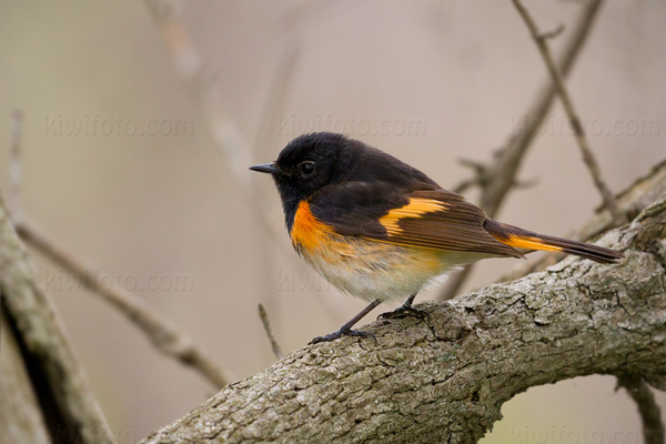 American Redstart Image @ Kiwifoto.com