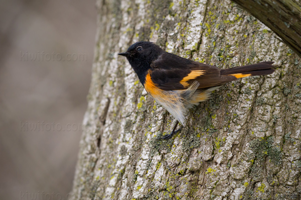 American Redstart Image @ Kiwifoto.com