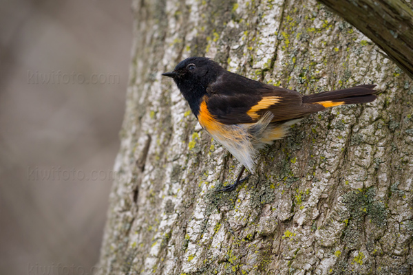 American Redstart Photo @ Kiwifoto.com