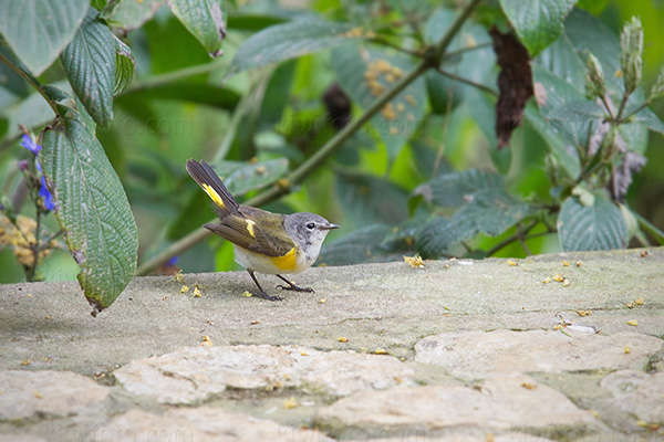 American Redstart Photo @ Kiwifoto.com