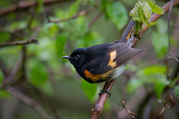 American Redstart Photo @ Kiwifoto.com