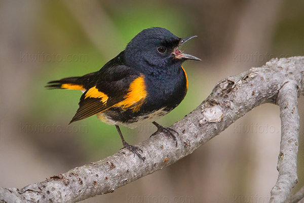 American Redstart